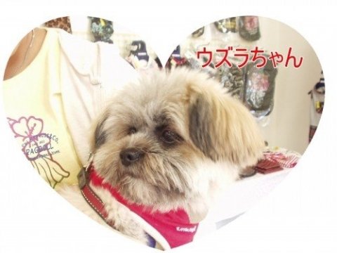 画像