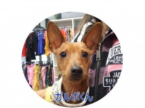 画像