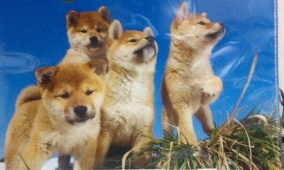 画像