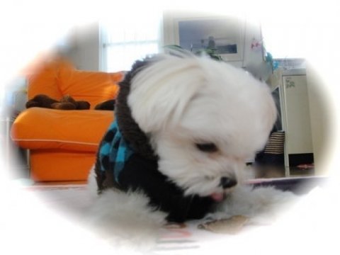 画像