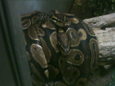 息子のデジカメ図鑑より