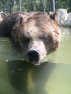 熊　で、でかっ！