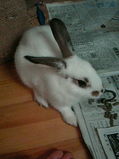 うさぎ　２