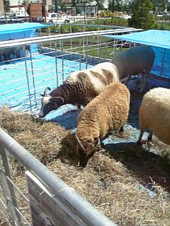 羊が１匹、羊が２匹、羊が３匹・・・