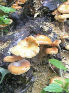 ぼりぼり・・・