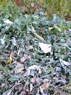 今朝は寒かった。