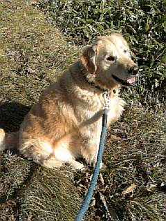 ここ掘れ、バウ　ワウ。