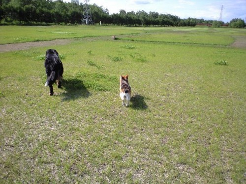 ペットシッターはっぴぃワンです。