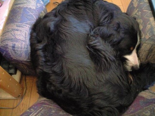 まんまるちゃん