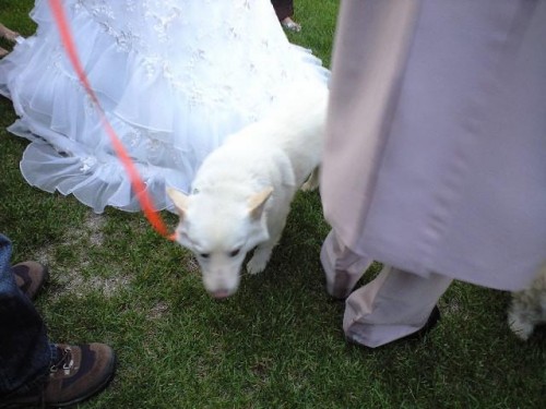 久しぶりの結婚式