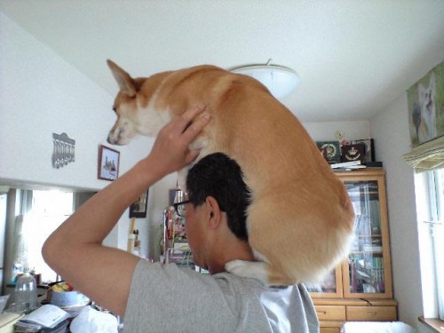 肩車犬