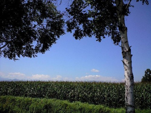 今日も暑いですね