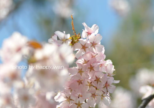 桜・サクラ・sakura