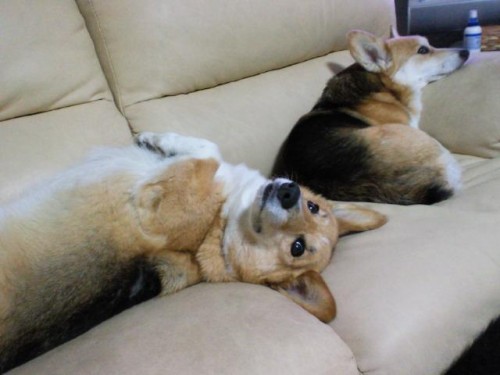 バーニィとすみれ