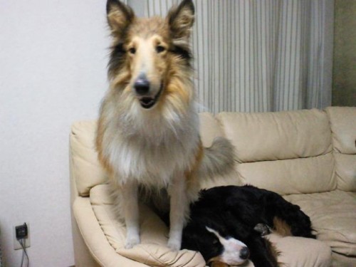 もみじの上に…