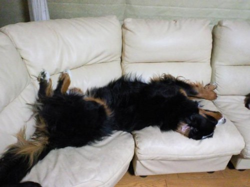 ネロ元気でてきました