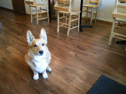 ドッグカフェはじめました