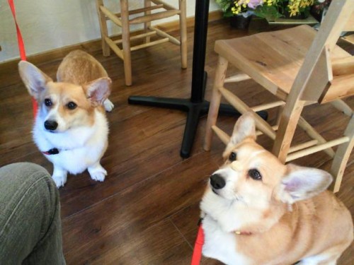 まろんちゃんとくりんちゃん