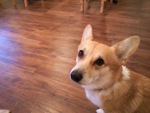 本日は4時で閉店します