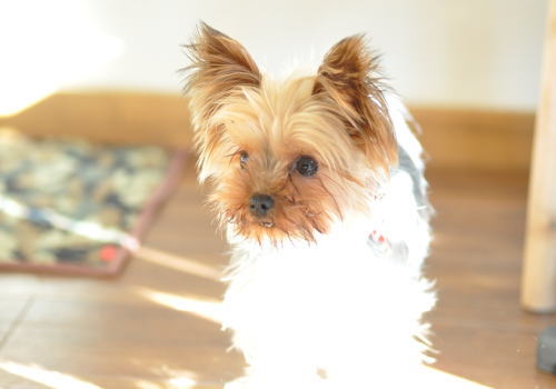 今日(昨日)のワンコ