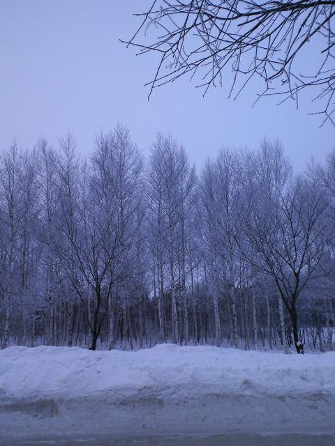 今朝は樹氷がきれいでしたね