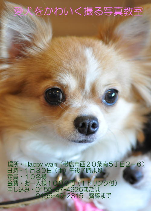 愛犬をかわいく撮る写真教室