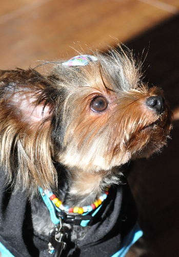 ご来店のわんちゃん達⑧（旦那）