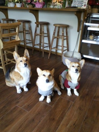 ひな祭り特別企画♪♪