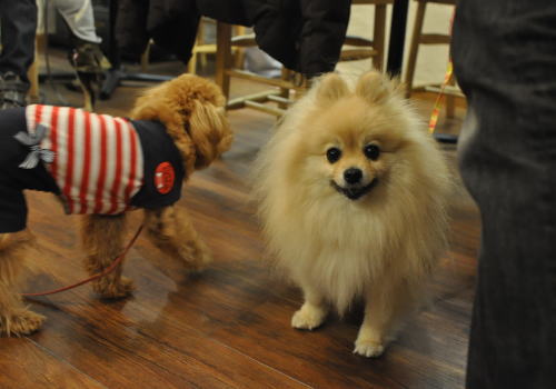 3月6日のわんわん幼稚園の模様(旦那)