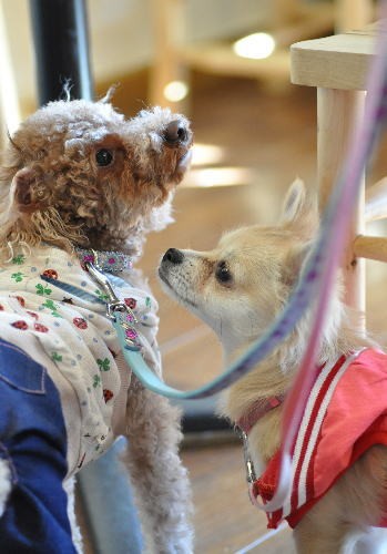 3月7日にご来店のわんちゃん達①(旦那)
