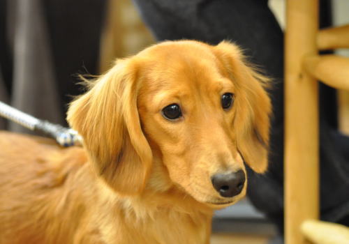 3月7日にご来店のわんちゃん達②(旦那)