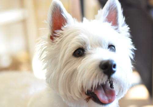 3月8日にご来店のわんちゃん達(旦那)