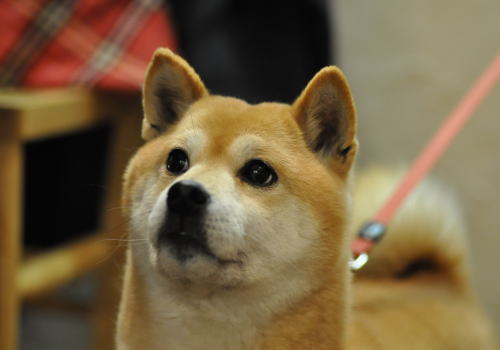 3月9日のご来店のわんちゃん達(旦那)