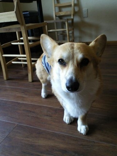 本日の営業時間のおしらせ