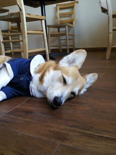 本日、シッターの為５時で閉店させていただきます。