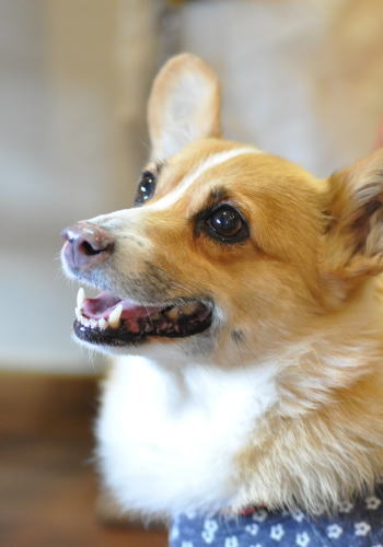 ４月１８日のご来店わんちゃん