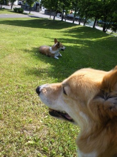 今日も暑くなりそうです