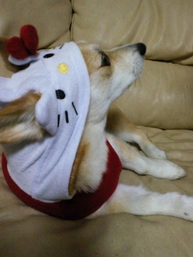 はろぅきてぃ♪