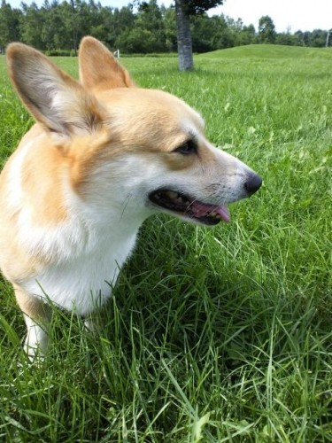 8月のイベントのお知らせ