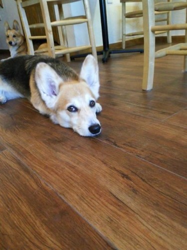 本日シッターのため、５時半で閉店しますm(__)m