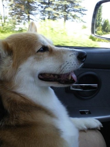 今日と明日はお休みです