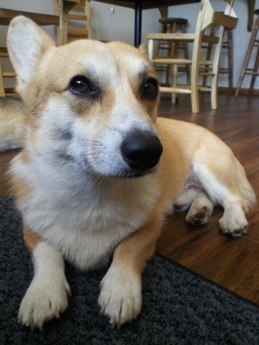 本日シッターの為、6時で閉店させていただきます