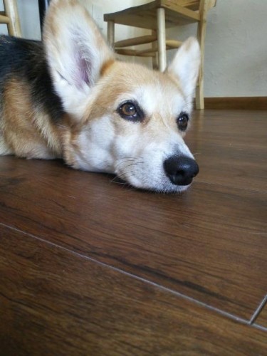 本日シッターのため５時で閉店します