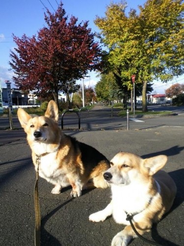 本日５時で閉店させていただきます