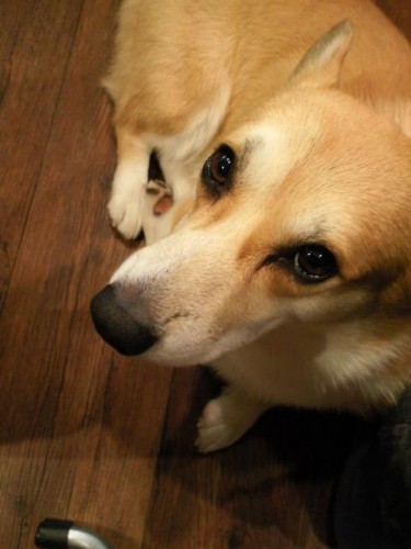 本日６時で閉店させていただきます。