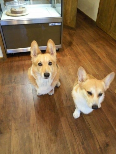 本日５時で閉店させていただきます