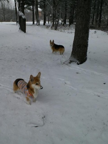 雪降りましたね