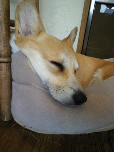 今日と明日は5時で閉店します