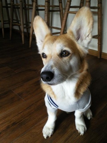 わんわん幼稚園