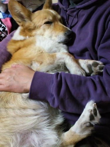 甘えるバーニィ